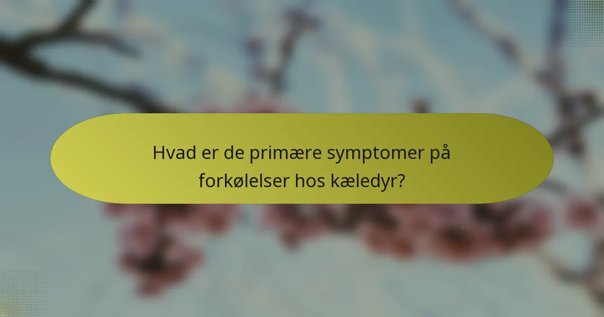 Hvad er de primære symptomer på forkølelser hos kæledyr?